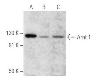 Arnt 1 Antibody (0.N.330) - Western Blotting - Image 354755