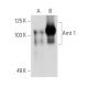 Arnt 1 Antibody (G-3) - Western Blotting - Image 1204