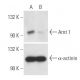 Arnt 1 Antibody (G-3) - Western Blotting - Image 10135 