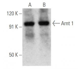 Arnt 1 Antibody (G-3) - Western Blotting - Image 354752 