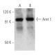 Arnt 1 Antibody (G-3) - Western Blotting - Image 354752 