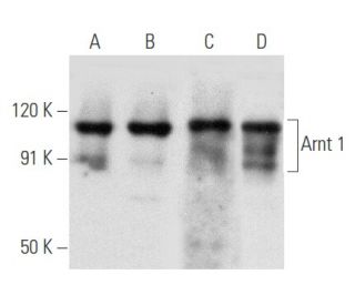 Arnt 1 Antibody (H-10) - Western Blotting - Image 354754 