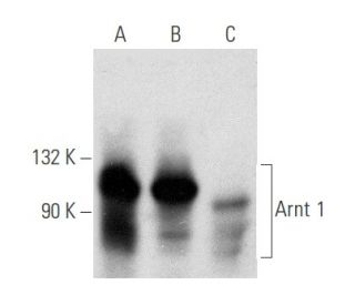 western blotting image from recommended Arnt 1 (A-3) monoclonal antibody replacement. Image 354794