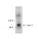 Arnt 1 Antibody (H-6) - Western Blotting - Image 136978