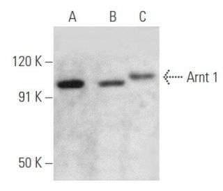 Arnt 1 Antibody (H-6) - Western Blotting - Image 354756 