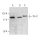 Arnt 1 Antibody (H-6) - Western Blotting - Image 354756 