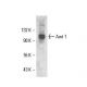 Arnt 1 Antibody (H1beta234) - Western Blotting - Image 17689