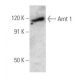 Arnt 1 Antibody (H1beta234) - Western Blotting - Image 354753 