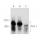 western blotting image from recommended Arnt 1 (A-3) monoclonal antibody replacement. Image 354794