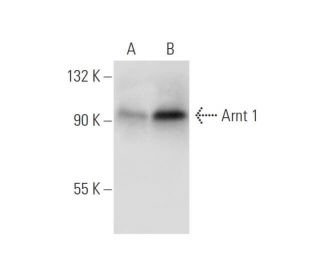 Arnt 1 Antibody (H-6) - Western Blotting - Image 305626Each CRISPR/Cas9 Knockout (KO) Plasmid product consists of a pool of 3 plasmids designed to ensure identification and cleavage of a specific gene for maximum knockout efficiency. Each plasmid encodes a unique 20 nt sequence derived from the GeCKO (v2) library.