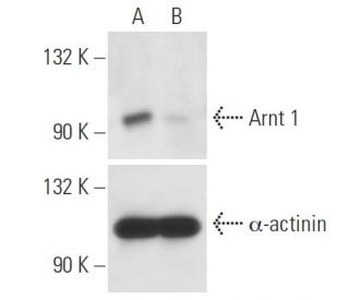 Arnt 1 Antibody (G-3) - Western Blotting - Image 10135 