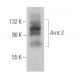 Arnt 2 Antibody (B-11) - Western Blotting - Image 359017 
