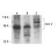Arnt 2 Antibody (B-11) - Western Blotting - Image 411825