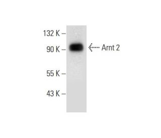 Arnt 2 Antibody (B-5) - Western Blotting - Image 296983