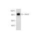 Arnt 2 Antibody (B-5) - Western Blotting - Image 296983