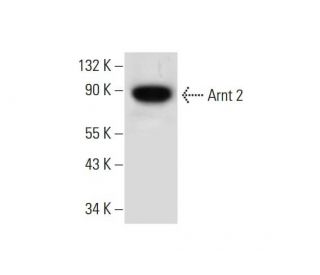 western blotting image from recommended Arnt 2 (B-11) monoclonal antibody replacement. Image 297128