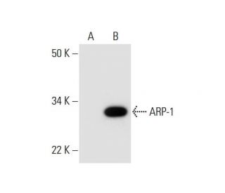 ARP-1 Antibody (A-5) - Western Blotting - Image 295993