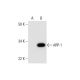 ARP-1 Antibody (A-5) - Western Blotting - Image 295993
