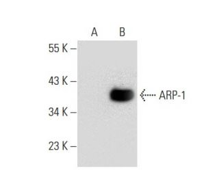 ARP-1 Antibody (B-2) - Western Blotting - Image 133377 