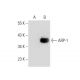 ARP-1 Antibody (B-2) - Western Blotting - Image 133377 