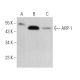 ARP-1 Antibody (B-2) - Western Blotting - Image 363746