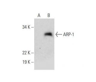 ARP-1 Antibody (C-10) - Western Blotting - Image 295960