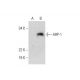 ARP-1 Antibody (C-10) - Western Blotting - Image 295960