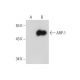ARP-1 Antibody (D-12) - Western Blotting - Image 131236 