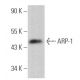 ARP-1 Antibody (D-12) - Western Blotting - Image 363814
