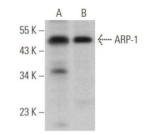 ARP-1 Antibody (E-11) - Western Blotting - Image 363815 