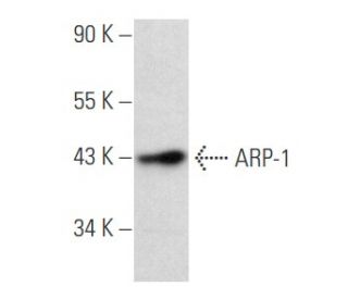 ARP-1 Antibody (E-11) - Western Blotting - Image 357381Each CRISPR/Cas9 Knockout (KO) Plasmid product consists of a pool of 3 plasmids designed to ensure identification and cleavage of a specific gene for maximum knockout efficiency. Each plasmid encodes a unique 20 nt sequence derived from the GeCKO (v2) library.