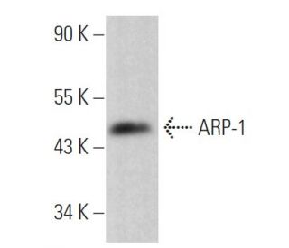 ARP-1 Antibody (D-12) - Western Blotting - Image 363814