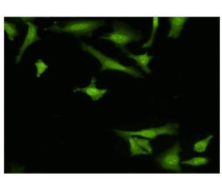 ARP Antibody (1D10) - Immunofluorescence - Image 351757 
