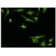 ARP Antibody (1D10) - Immunofluorescence - Image 351757 