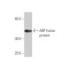 ARP Antibody (1D10) - Western Blotting - Image 348887