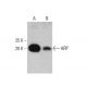 ARP Antibody (B-3) - Western Blotting - Image 376834