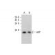 ARP Antibody (H-6) - Western Blotting - Image 383254
