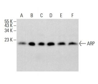 ARP Antibody (B-3) - Western Blotting - Image 383253
