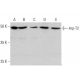 Arp-T2 Antibody (H-2) - Western Blotting - Image 352601 