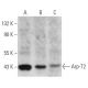 Arp-T2 Antibody (H-2) - Western Blotting - Image 354341 