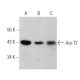 Arp-T2 Antibody (H-2) - Western Blotting - Image 360585