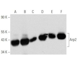 Arp2 Antibody (B-6) - Western Blotting - Image 356552 