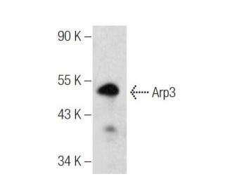 Arp3 Antibody (A-10) - Western Blotting - Image 157539 