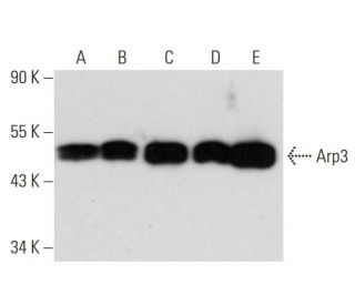western blotting image from recommended Arp3 (A-1) monoclonal antibody replacement. Image 11796