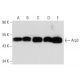 western blotting image from recommended Arp3 (A-1) monoclonal antibody replacement. Image 11796