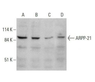 ARPP-21 Antibody (B-1) - Western Blotting - Image 348656