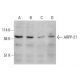 ARPP-21 Antibody (B-1) - Western Blotting - Image 348656
