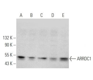 ARRDC1 Antibody (E-6) - Western Blotting - Image 375866 