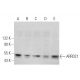 ARRDC1 Antibody (E-6) - Western Blotting - Image 375866 
