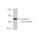 Arrestin-C Antibody (2D7) - Western Blotting - Image 348435